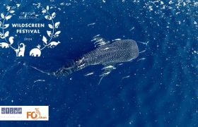 «آخرین کوسه نهنگ» مسافر یک جشنواره نیجریه ای شد